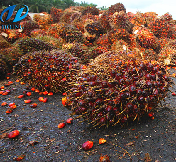 Trạm tiếp nhận trái cọ