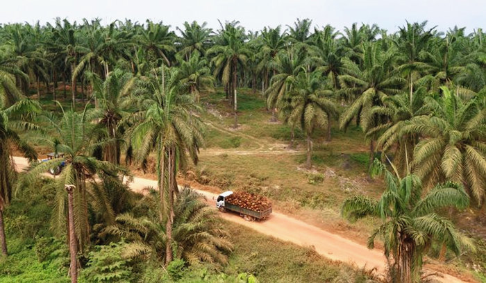 Cây cọ ăn quả